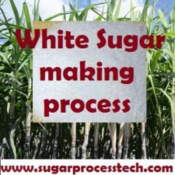 WHAT IS WHITE SUGAR MADE OUT OF visual data 6